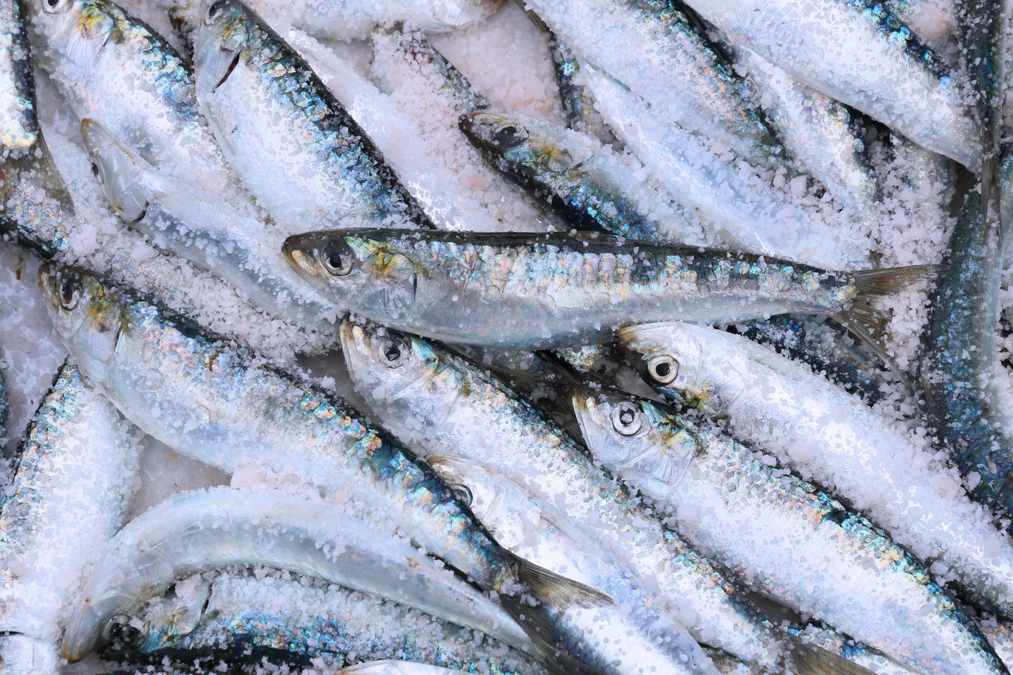 Pescados y Moluscos