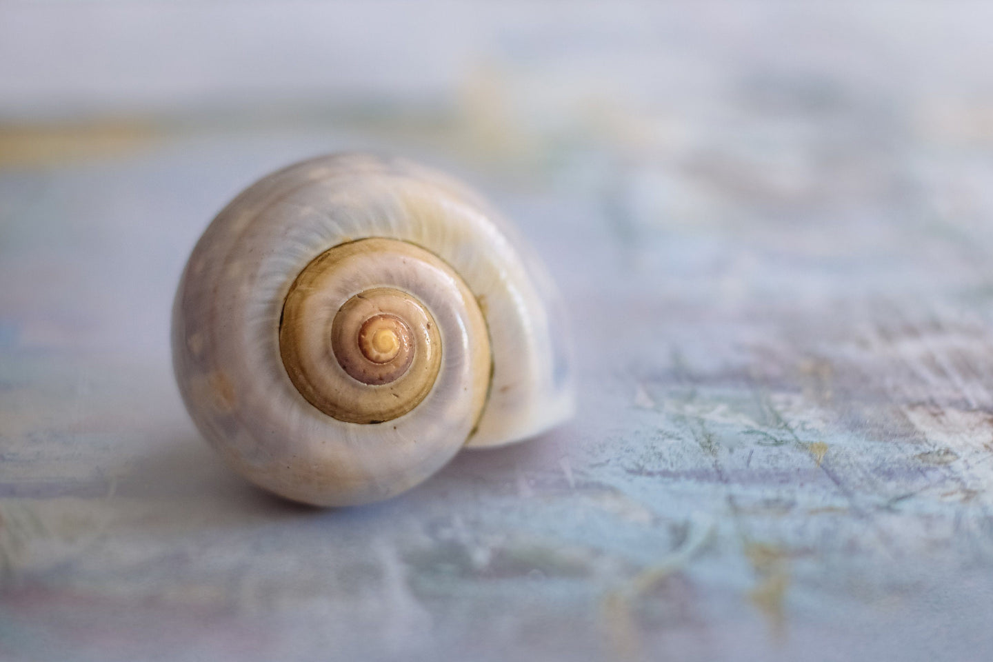 Escargots